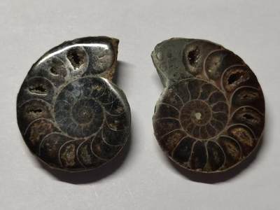 七河·世界币章水晶矿标化石杂件小拍（总第42期）（周一结标） - 藏家出品X784（10）马达加斯加中生代菊石化石对开品 尺寸与重量详见图示