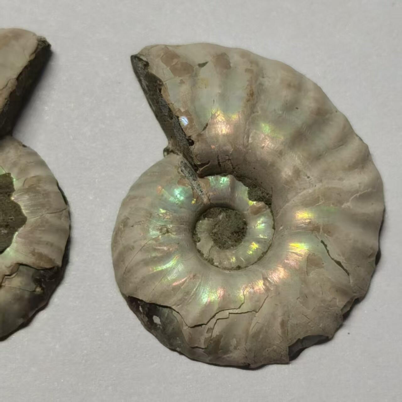 七河·世界币章水晶矿标化石杂件小拍（总第42期）（周一结标） 藏家出品X786（5）漂亮光泽！马达加斯加中生代菊石化石对开品   本件拍品由合作藏家负责邮寄