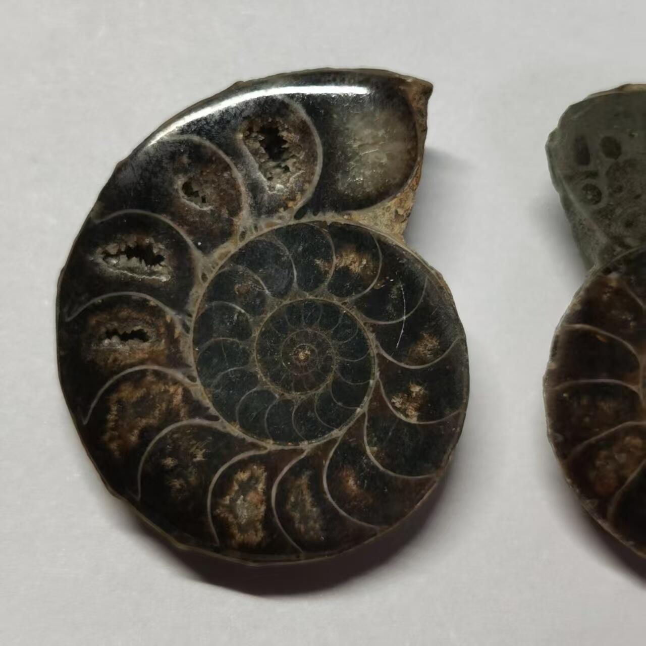 七河·世界币章水晶矿标化石杂件小拍（总第42期）（周一结标） 藏家出品X784（10）马达加斯加中生代菊石化石对开品 尺寸与重量详见图示