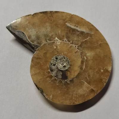 七河·世界币章水晶矿标化石杂件小拍（总第42期）（周一结标） - 藏家出品 X765（4）马达加斯加中生代菊石化石切片一件 本件拍品由合作藏家邮寄