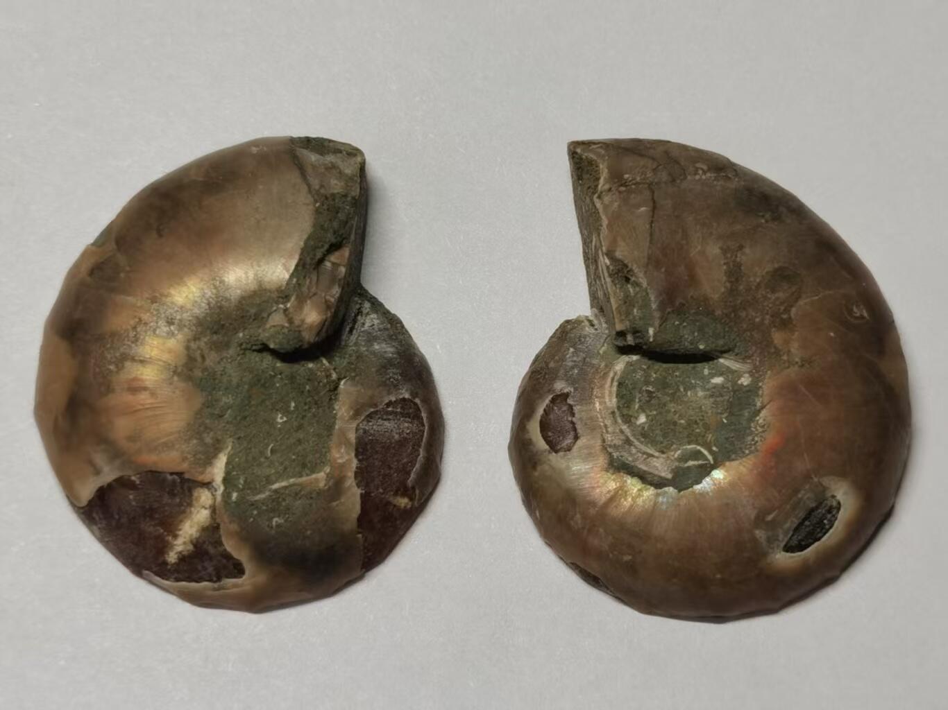 七河·世界币章水晶矿标化石杂件小拍（总第42期）（周一结标） 藏家出品X795（10）马达加斯加中生代菊石化石对开品 本件拍品由合作藏家负责邮寄