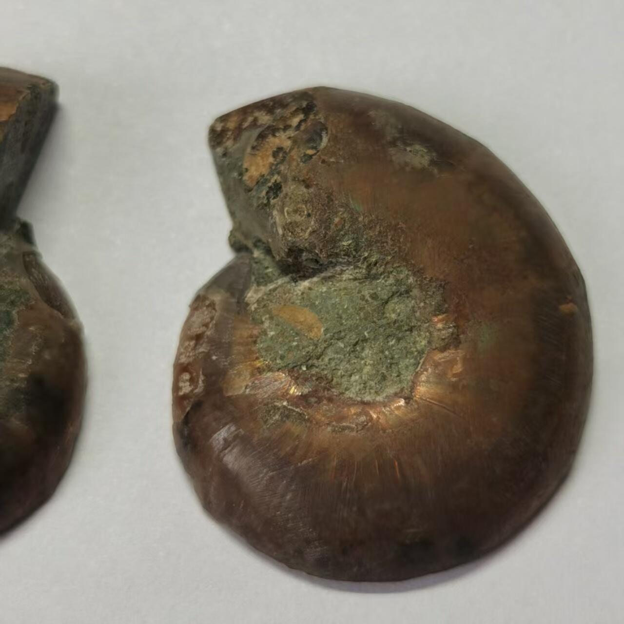 七河·世界币章水晶矿标化石杂件小拍（总第42期）（周一结标） 藏家出品X789（10）马达加斯加中生代菊石化石对开品 本件拍品由合作藏家负责邮寄