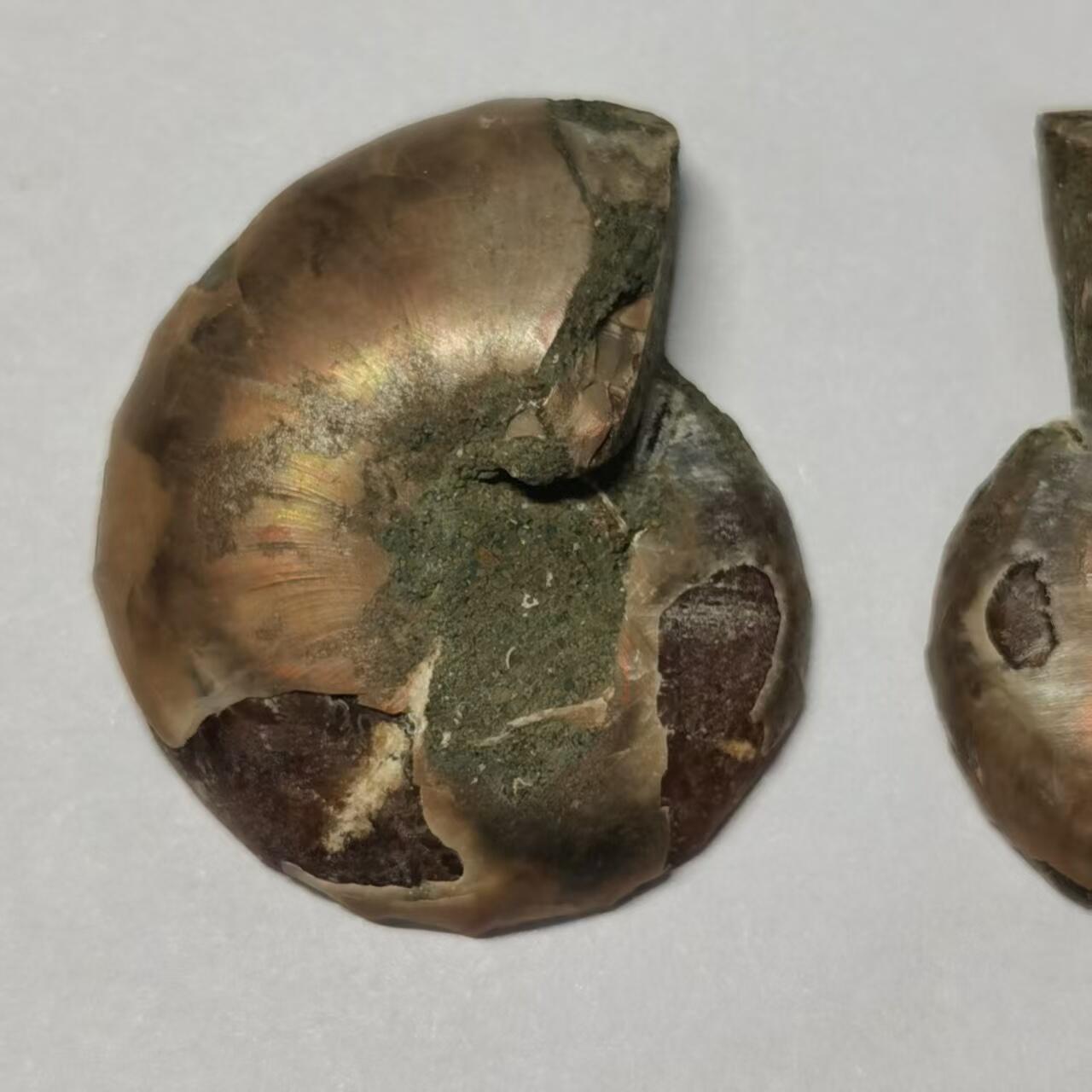 七河·世界币章水晶矿标化石杂件小拍（总第42期）（周一结标） 藏家出品X795（10）马达加斯加中生代菊石化石对开品 本件拍品由合作藏家负责邮寄