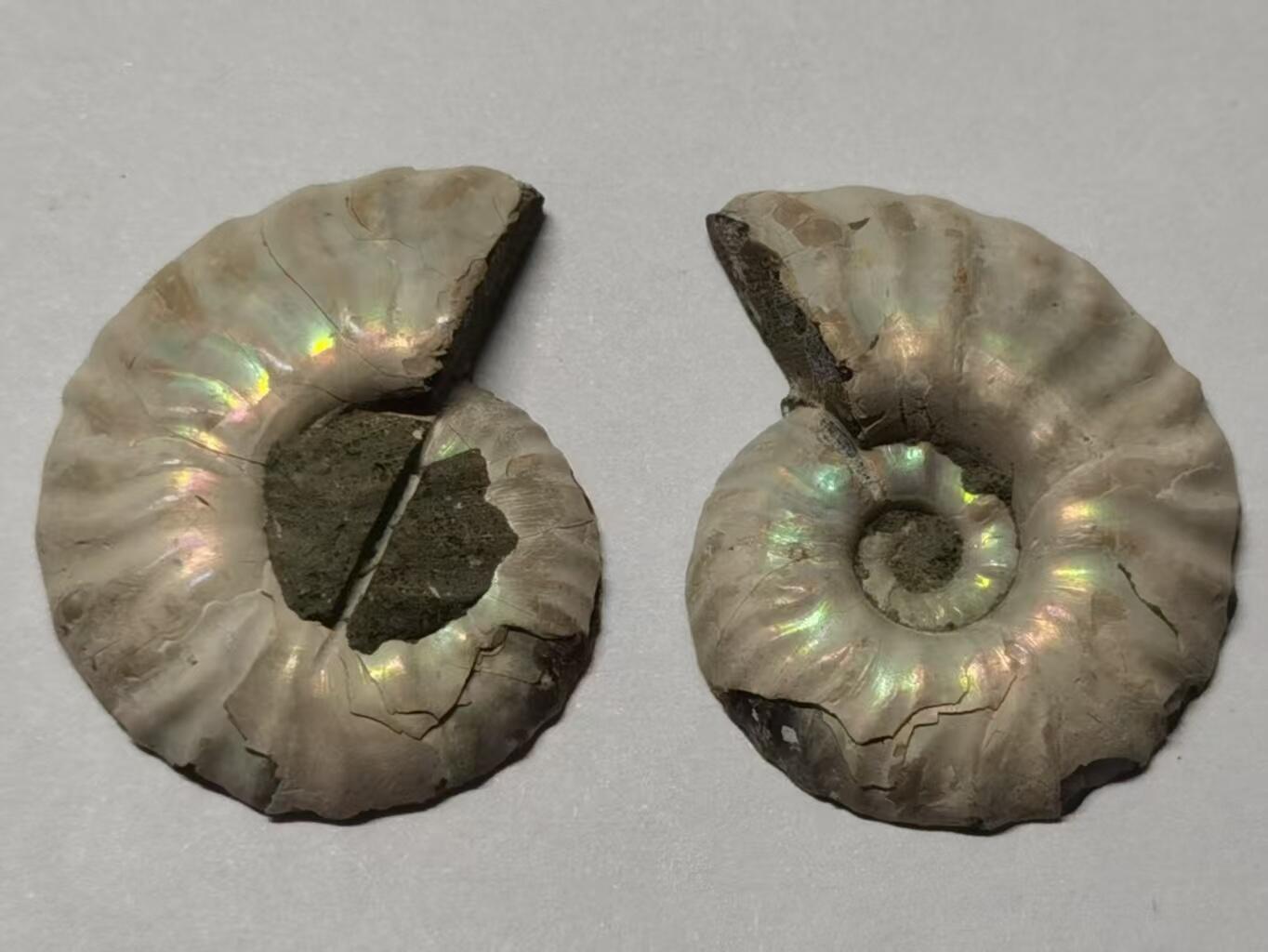 七河·世界币章水晶矿标化石杂件小拍（总第42期）（周一结标） 藏家出品X786（5）漂亮光泽！马达加斯加中生代菊石化石对开品   本件拍品由合作藏家负责邮寄