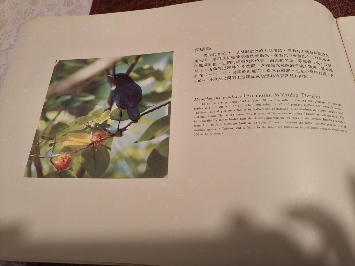 绝版珍藏 1991年台湾溪流鸟类邮票精装册 大版票+全彩图文解说 九五品