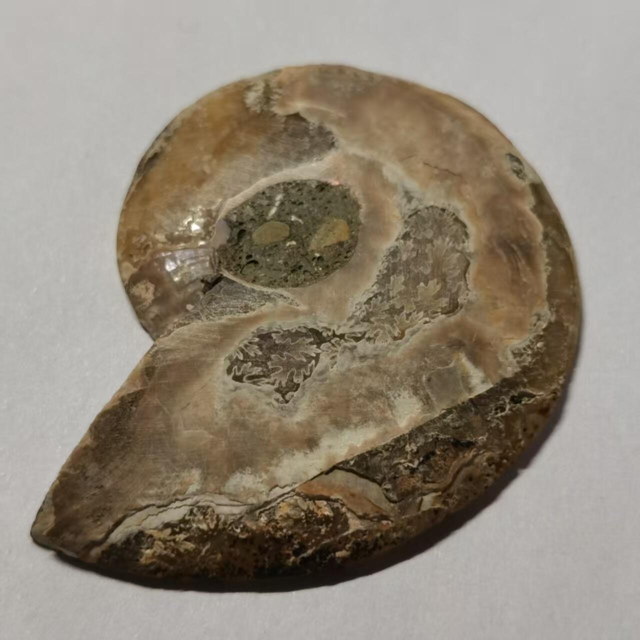 七河·世界币章水晶矿标化石杂件小拍（总第42期）（周一结标） 藏家出品 X765（4）马达加斯加中生代菊石化石切片一件 本件拍品由合作藏家邮寄