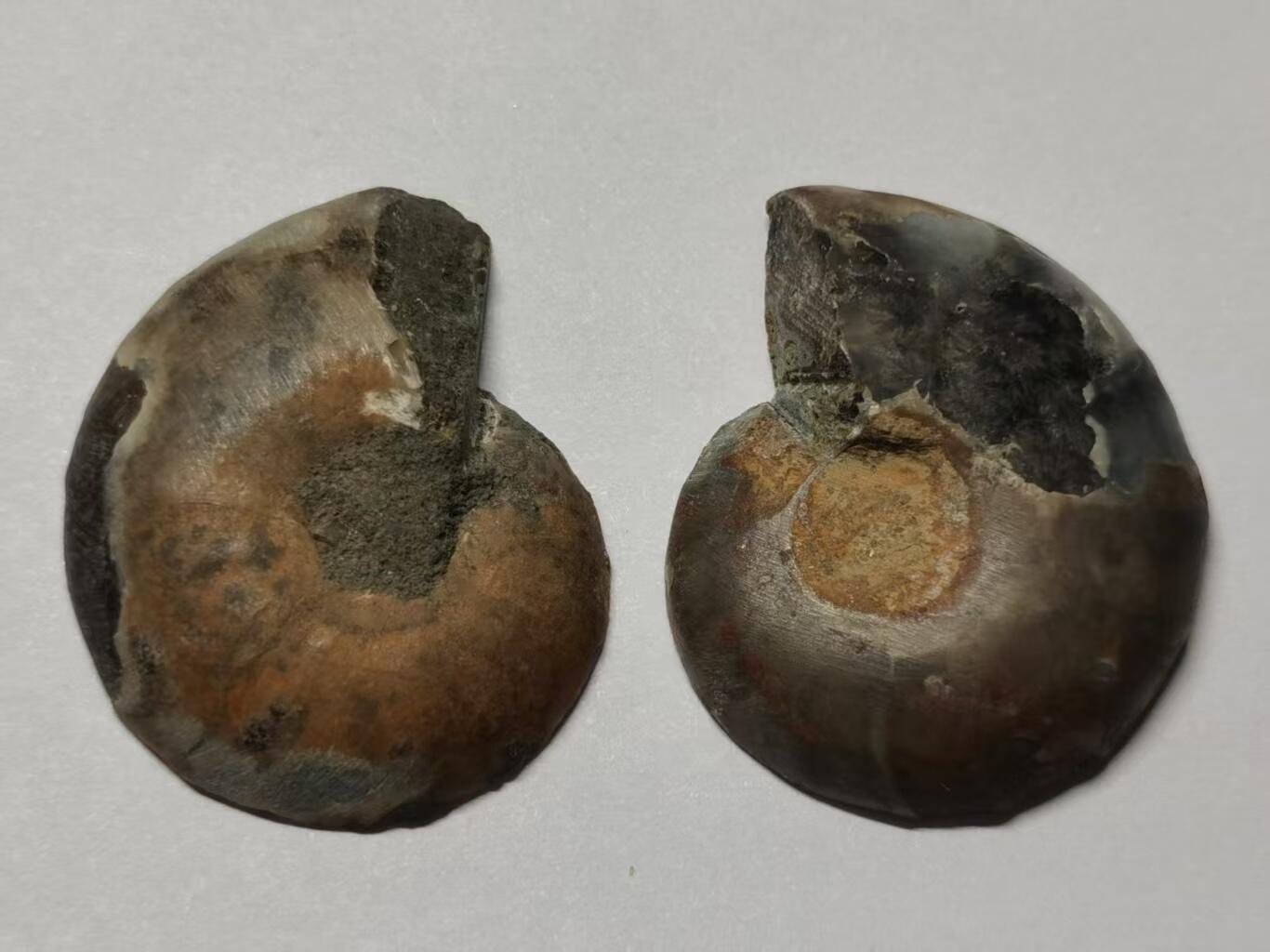 七河·世界币章水晶矿标化石杂件小拍（总第42期）（周一结标） 藏家出品X784（10）马达加斯加中生代菊石化石对开品 尺寸与重量详见图示