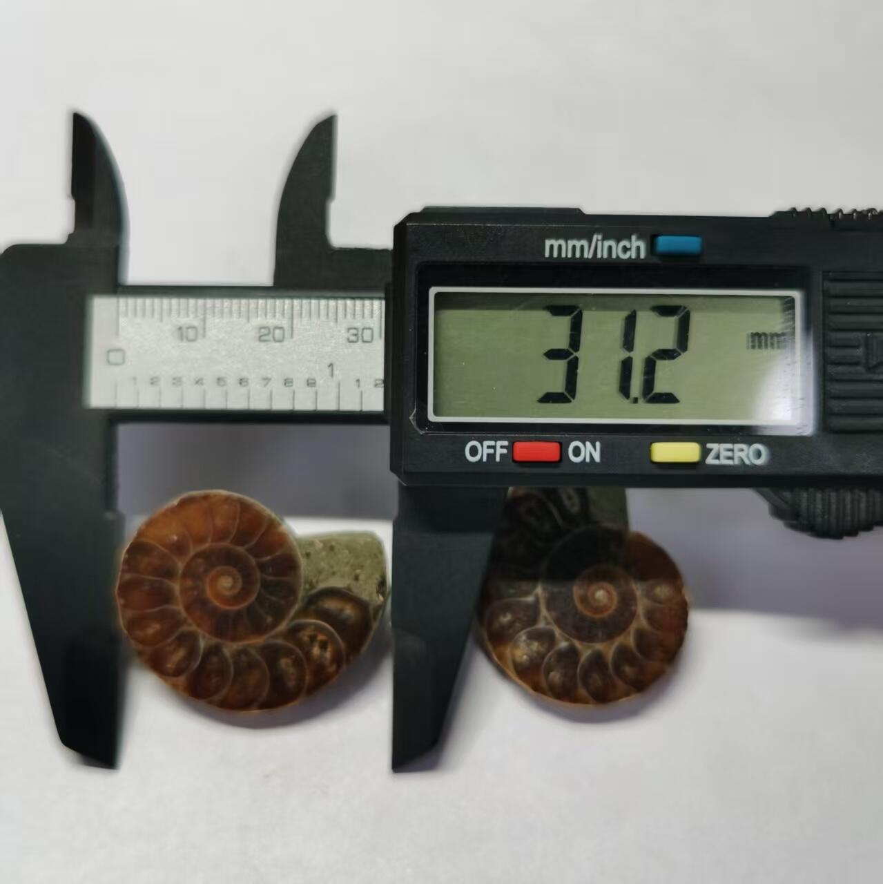 七河·世界币章水晶矿标化石杂件小拍（总第42期）（周一结标） 藏家出品X795（10）马达加斯加中生代菊石化石对开品 本件拍品由合作藏家负责邮寄