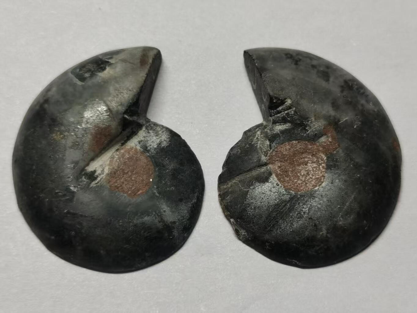 七河·世界币章水晶矿标化石杂件小拍（总第42期）（周一结标） 藏家出品X782（5）马达加斯加中生代菊石化石对开品 本件拍品由合作藏家负责邮寄