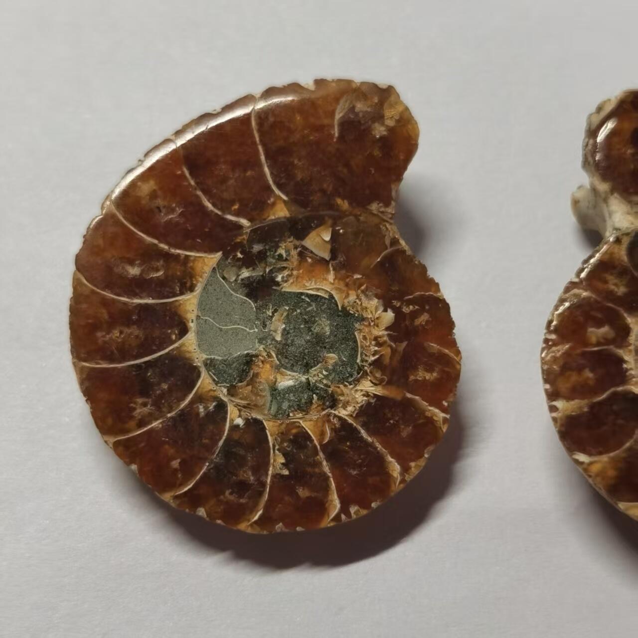 七河·世界币章水晶矿标化石杂件小拍（总第42期）（周一结标） 藏家出品X796（8）马达加斯加中生代菊石化石对开品 本件拍品由合作藏家负责邮寄