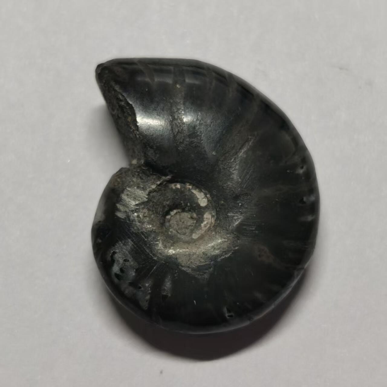 七河·世界币章水晶矿标化石杂件小拍（总第42期）（周一结标） 藏家出品X802（2）马达加斯加中生代菊石化石 本件拍品由合作藏家邮寄