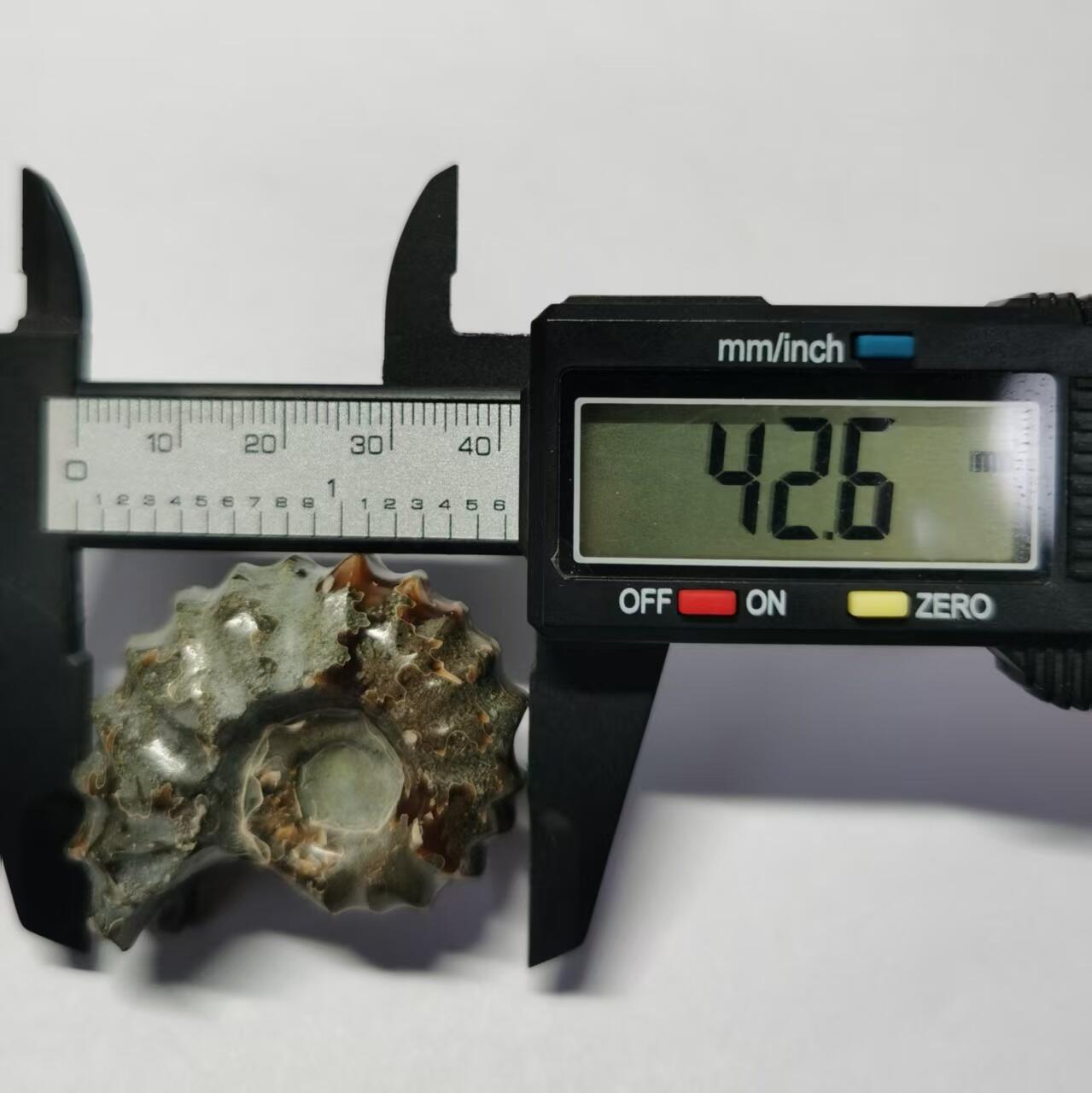 七河·世界币章水晶矿标化石杂件小拍（总第42期）（周一结标） 藏家出品X794（24）马达加斯加中生代白垩纪羊角螺菊石化石 30+g重 本件拍品由合作藏家负责邮寄