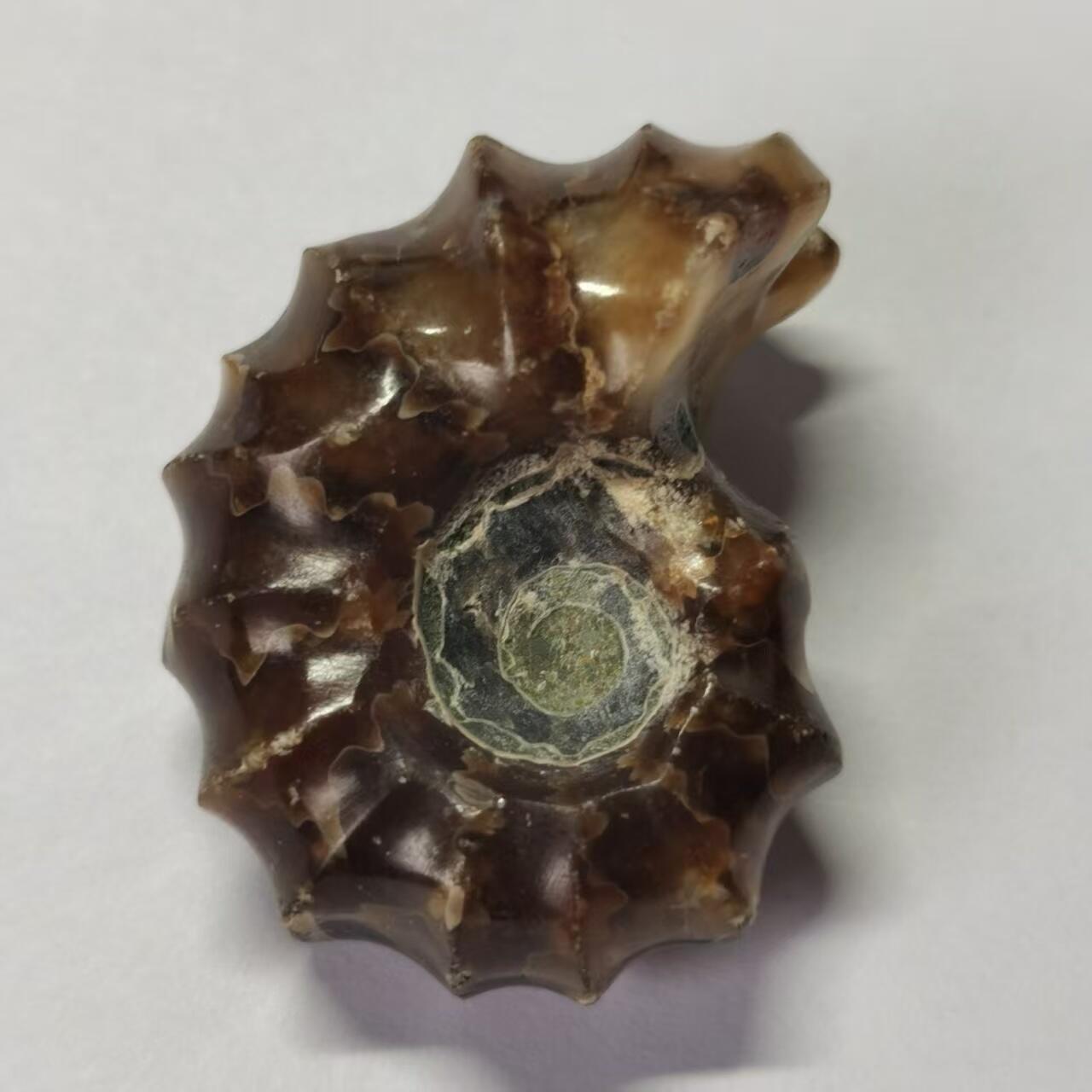 七河·世界币章水晶矿标化石杂件小拍（总第42期）（周一结标） 藏家出品X791（9）马达加斯加中生代白垩纪羊角螺菊石化石 本件拍品由合作藏家负责邮寄