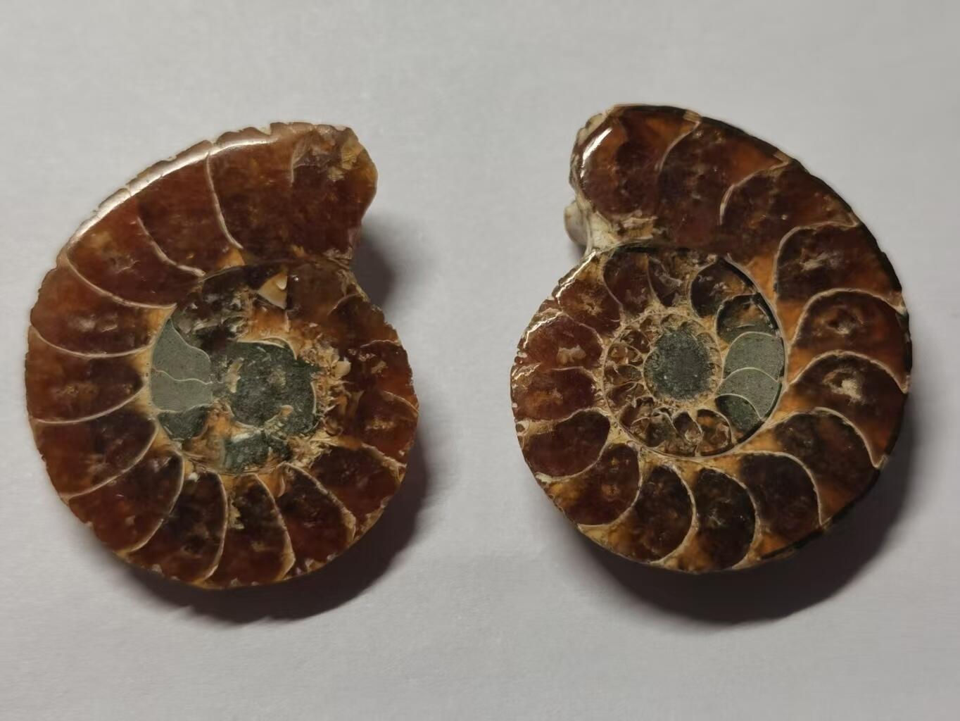 七河·世界币章水晶矿标化石杂件小拍（总第42期）（周一结标） 藏家出品X796（8）马达加斯加中生代菊石化石对开品 本件拍品由合作藏家负责邮寄