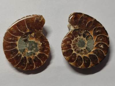 七河·世界币章水晶矿标化石杂件小拍（总第42期）（周一结标） - 藏家出品X796（8）马达加斯加中生代菊石化石对开品 本件拍品由合作藏家负责邮寄