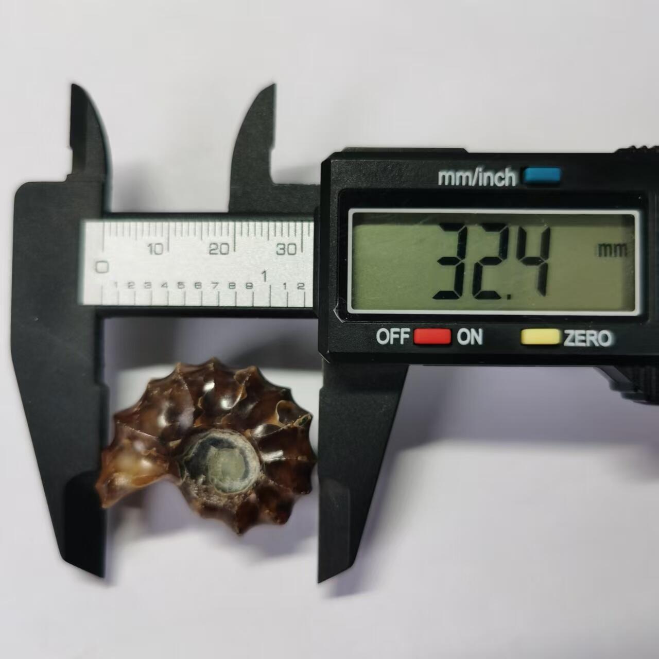 七河·世界币章水晶矿标化石杂件小拍（总第42期）（周一结标） 藏家出品X791（9）马达加斯加中生代白垩纪羊角螺菊石化石 本件拍品由合作藏家负责邮寄