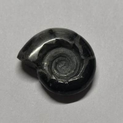 七河·世界币章水晶矿标化石杂件小拍（总第42期）（周一结标） - 藏家出品X801（2）马达加斯加中生代菊石化石 本件拍品由合作藏家邮寄