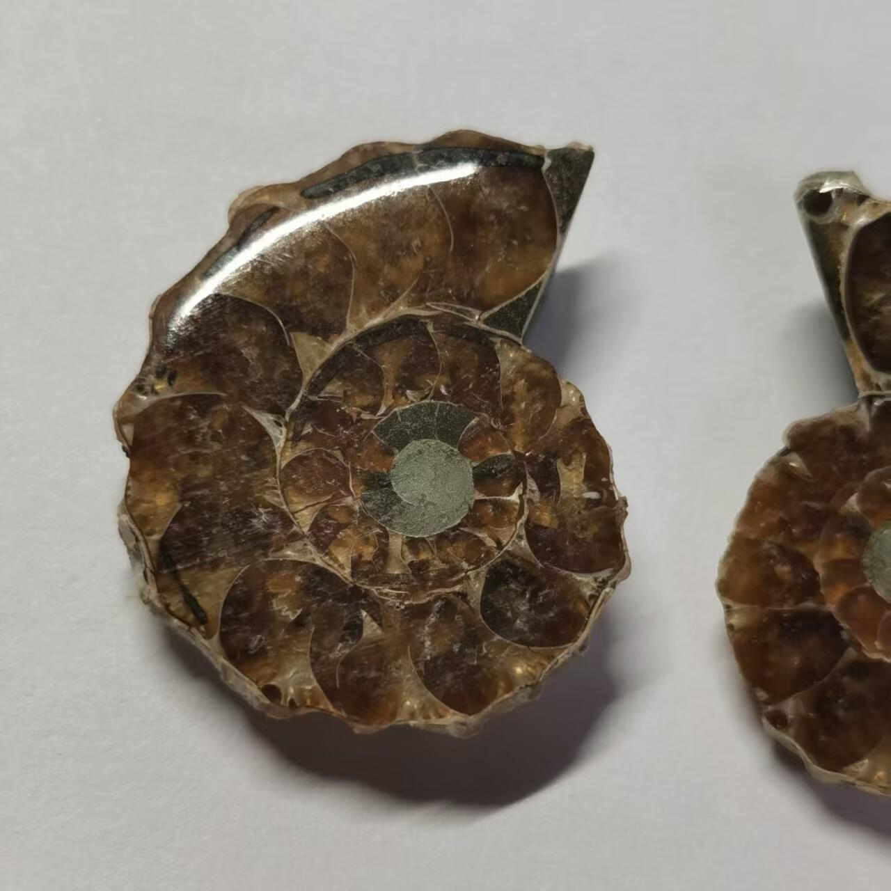 七河·世界币章水晶矿标化石杂件小拍（总第42期）（周一结标） 藏家出品X798（5）马达加斯加中生代菊石化石对开品 本件拍品由合作藏家负责邮寄