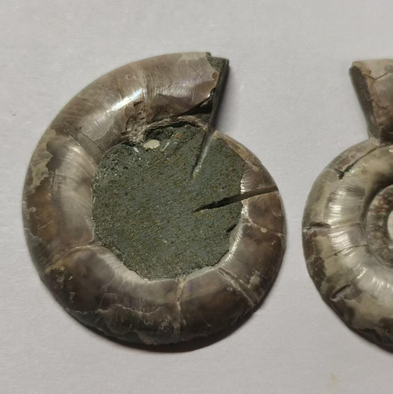 七河·世界币章水晶矿标化石杂件小拍（总第42期）（周一结标） 藏家出品X797（8）马达加斯加中生代菊石化石对开品 本件拍品由合作藏家负责邮寄