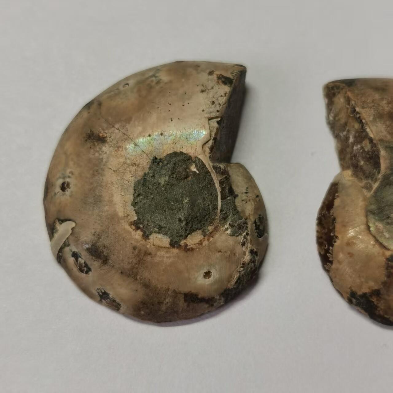 七河·世界币章水晶矿标化石杂件小拍（总第42期）（周一结标） 藏家出品X788（8）马达加斯加中生代菊石化石对开品 本件拍品由合作藏家负责邮寄