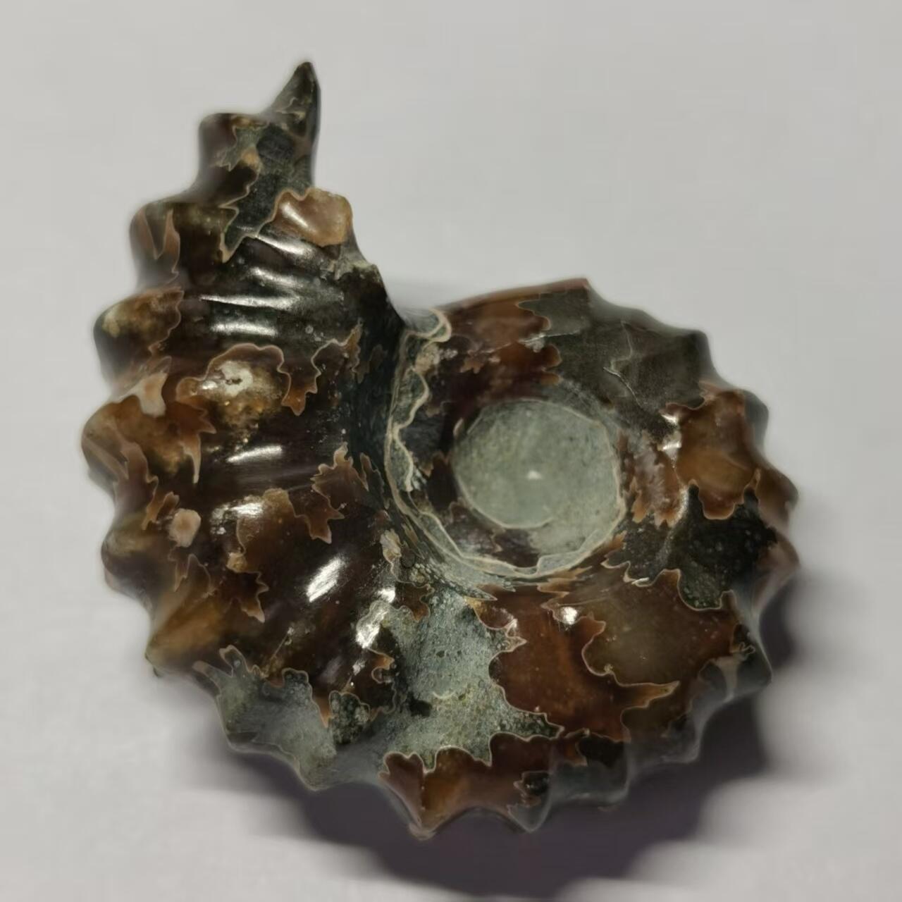 七河·世界币章水晶矿标化石杂件小拍（总第42期）（周一结标） 藏家出品X794（24）马达加斯加中生代白垩纪羊角螺菊石化石 30+g重 本件拍品由合作藏家负责邮寄