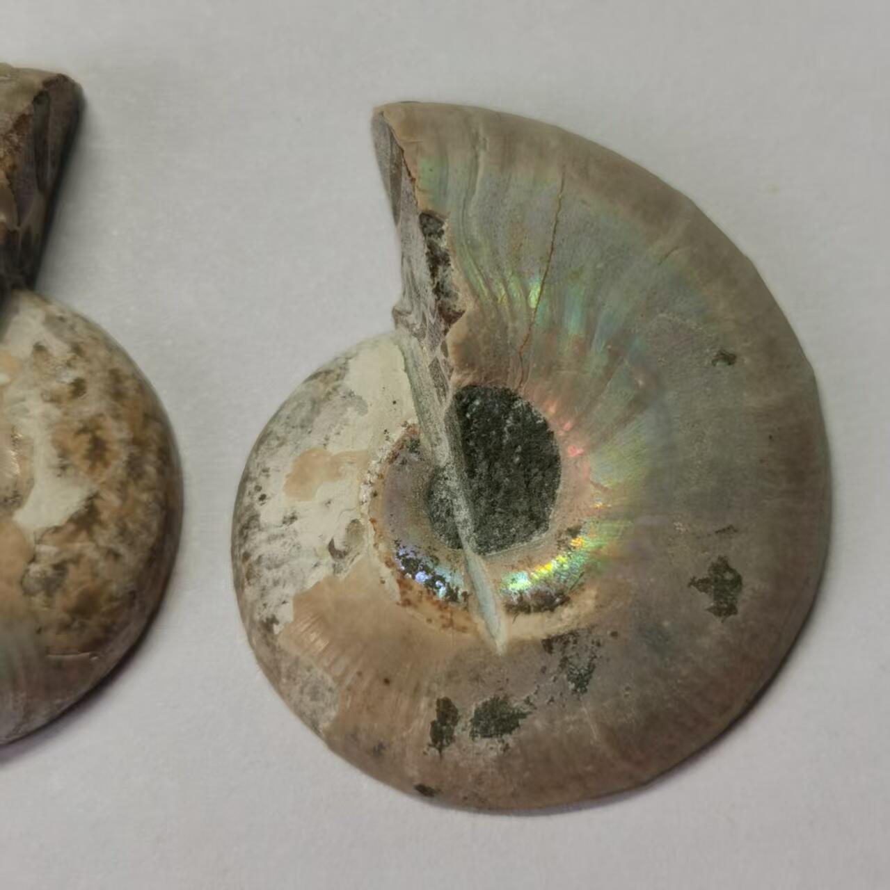 七河·世界币章水晶矿标化石杂件小拍（总第42期）（周一结标） 藏家出品X790（8）马达加斯加中生代菊石化石对开品 本件拍品由合作藏家负责邮寄