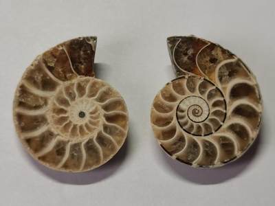 七河·世界币章水晶矿标化石杂件小拍（总第42期）（周一结标） - 藏家出品X790（8）马达加斯加中生代菊石化石对开品 本件拍品由合作藏家负责邮寄