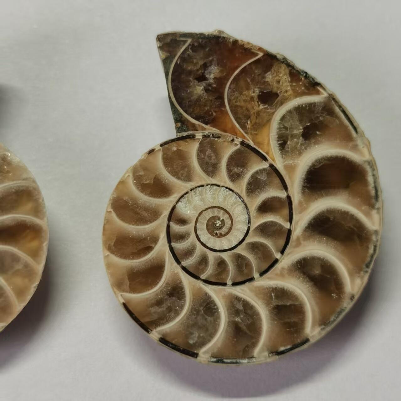 七河·世界币章水晶矿标化石杂件小拍（总第42期）（周一结标） 藏家出品X790（8）马达加斯加中生代菊石化石对开品 本件拍品由合作藏家负责邮寄