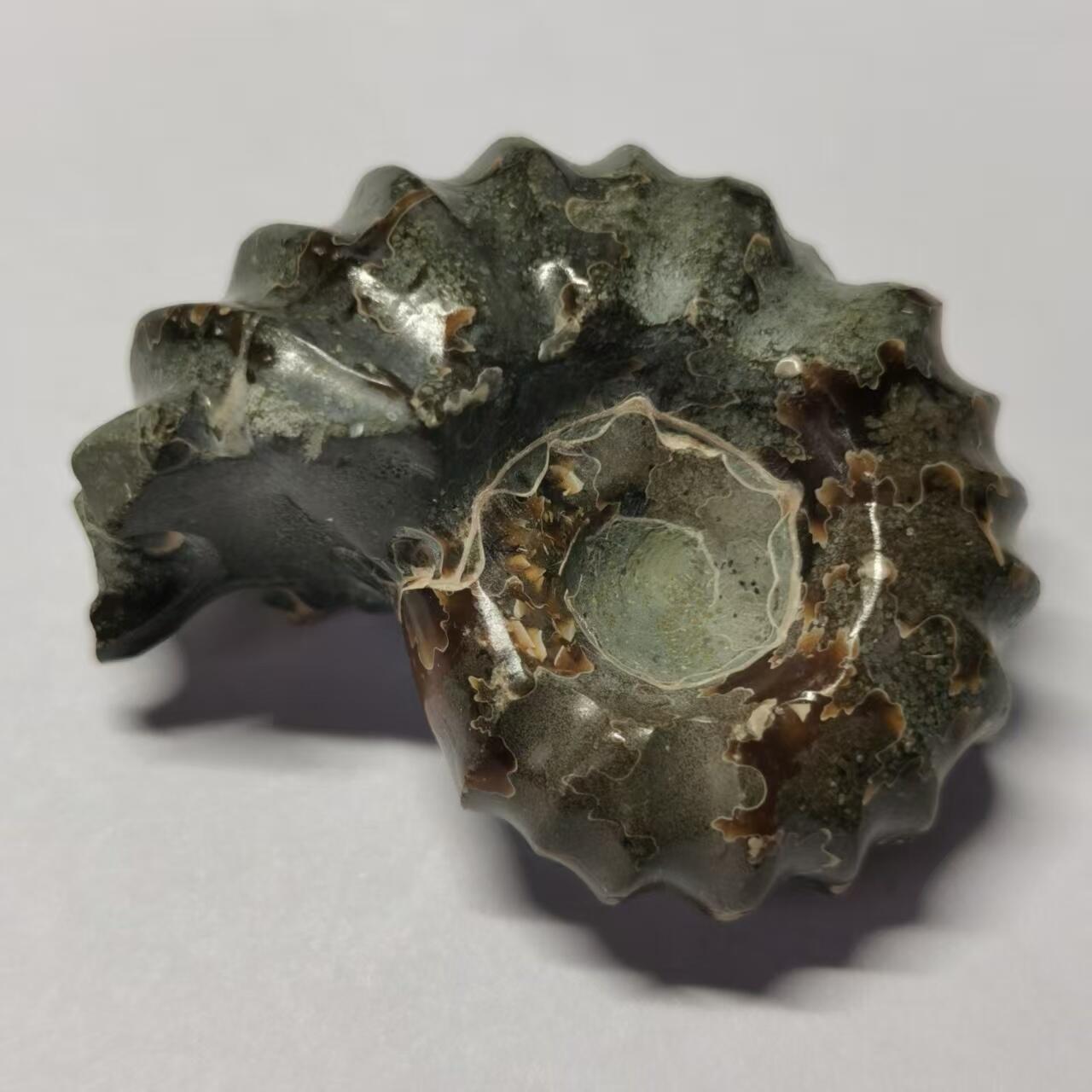 七河·世界币章水晶矿标化石杂件小拍（总第42期）（周一结标） 藏家出品X794（24）马达加斯加中生代白垩纪羊角螺菊石化石 30+g重 本件拍品由合作藏家负责邮寄