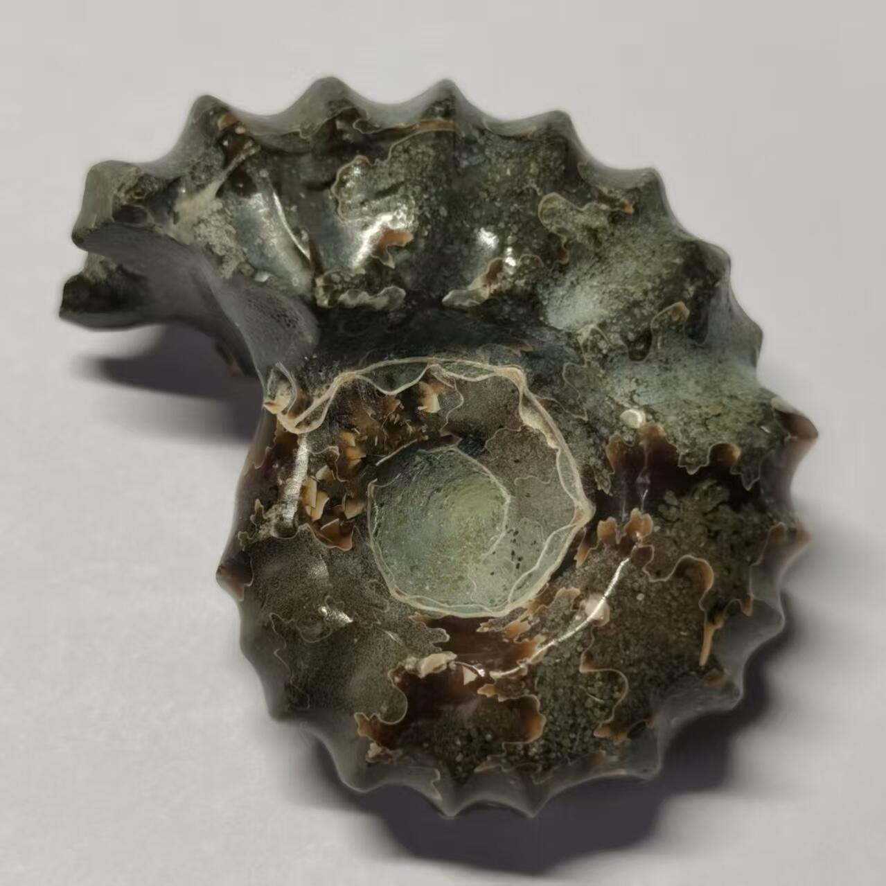 七河·世界币章水晶矿标化石杂件小拍（总第42期）（周一结标） 藏家出品X794（24）马达加斯加中生代白垩纪羊角螺菊石化石 30+g重 本件拍品由合作藏家负责邮寄