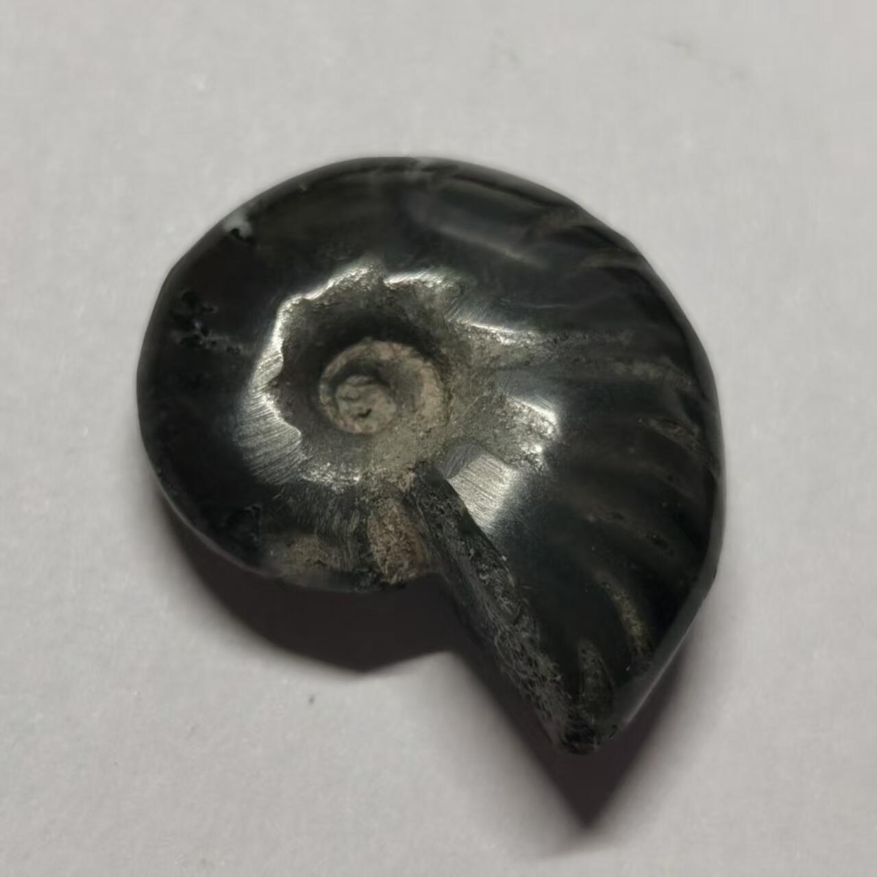 七河·世界币章水晶矿标化石杂件小拍（总第42期）（周一结标） 藏家出品X802（2）马达加斯加中生代菊石化石 本件拍品由合作藏家邮寄