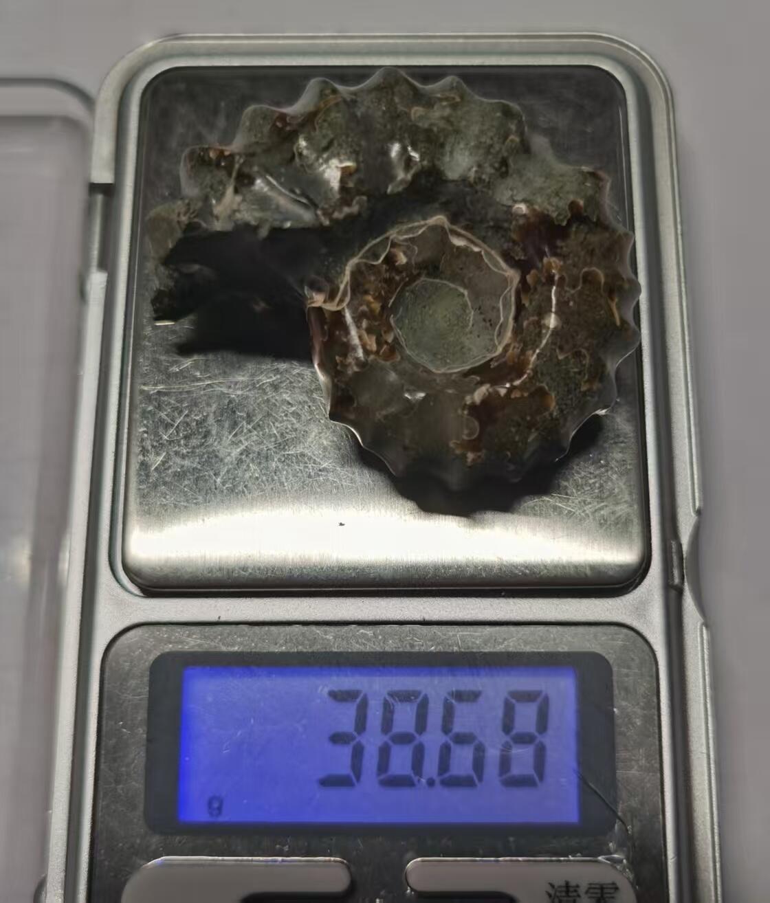 七河·世界币章水晶矿标化石杂件小拍（总第42期）（周一结标） 藏家出品X794（24）马达加斯加中生代白垩纪羊角螺菊石化石 30+g重 本件拍品由合作藏家负责邮寄