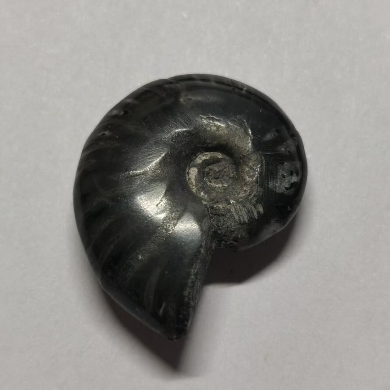 七河·世界币章水晶矿标化石杂件小拍（总第42期）（周一结标） 藏家出品X802（2）马达加斯加中生代菊石化石 本件拍品由合作藏家邮寄