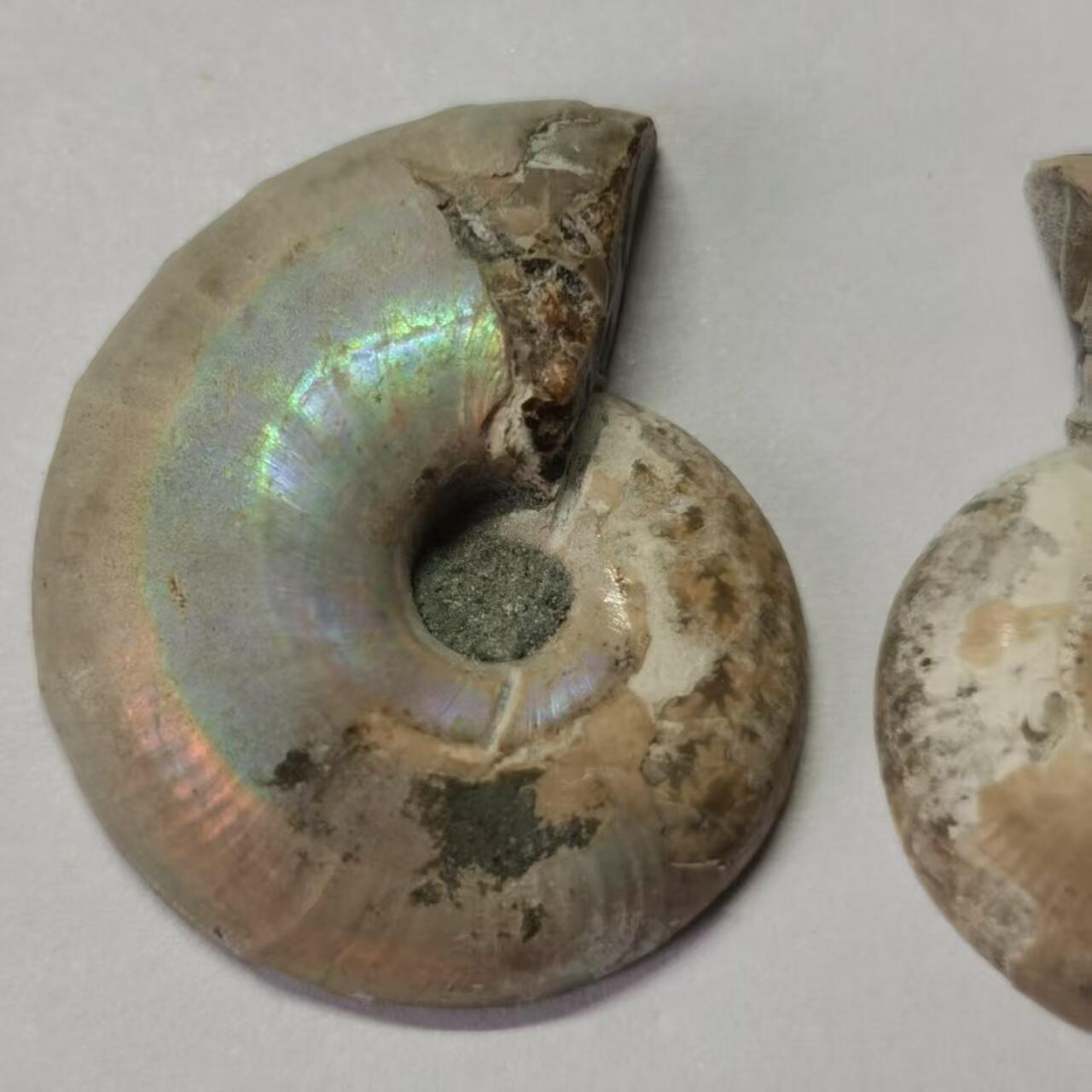 七河·世界币章水晶矿标化石杂件小拍（总第42期）（周一结标） 藏家出品X790（8）马达加斯加中生代菊石化石对开品 本件拍品由合作藏家负责邮寄