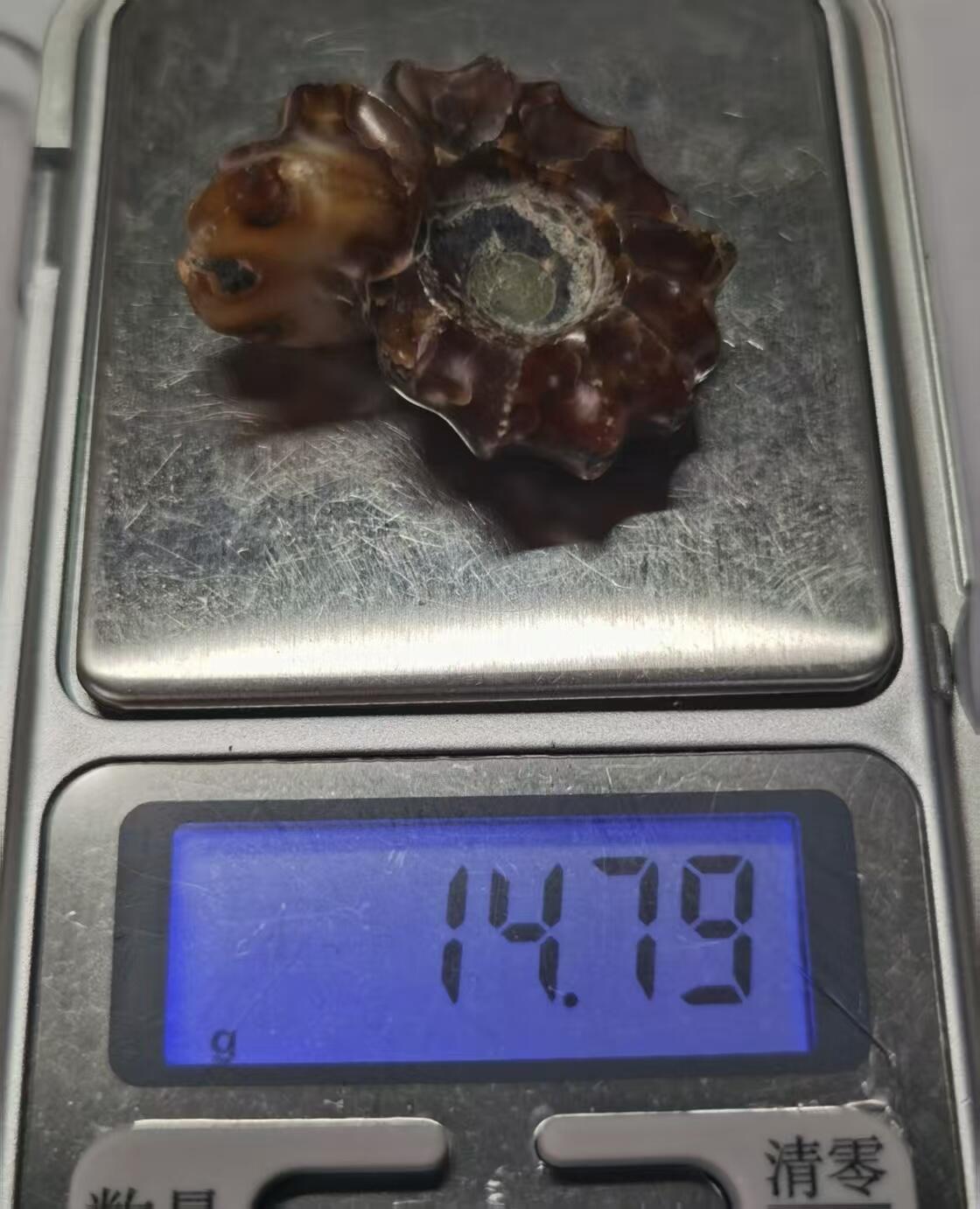 七河·世界币章水晶矿标化石杂件小拍（总第42期）（周一结标） 藏家出品X791（9）马达加斯加中生代白垩纪羊角螺菊石化石 本件拍品由合作藏家负责邮寄