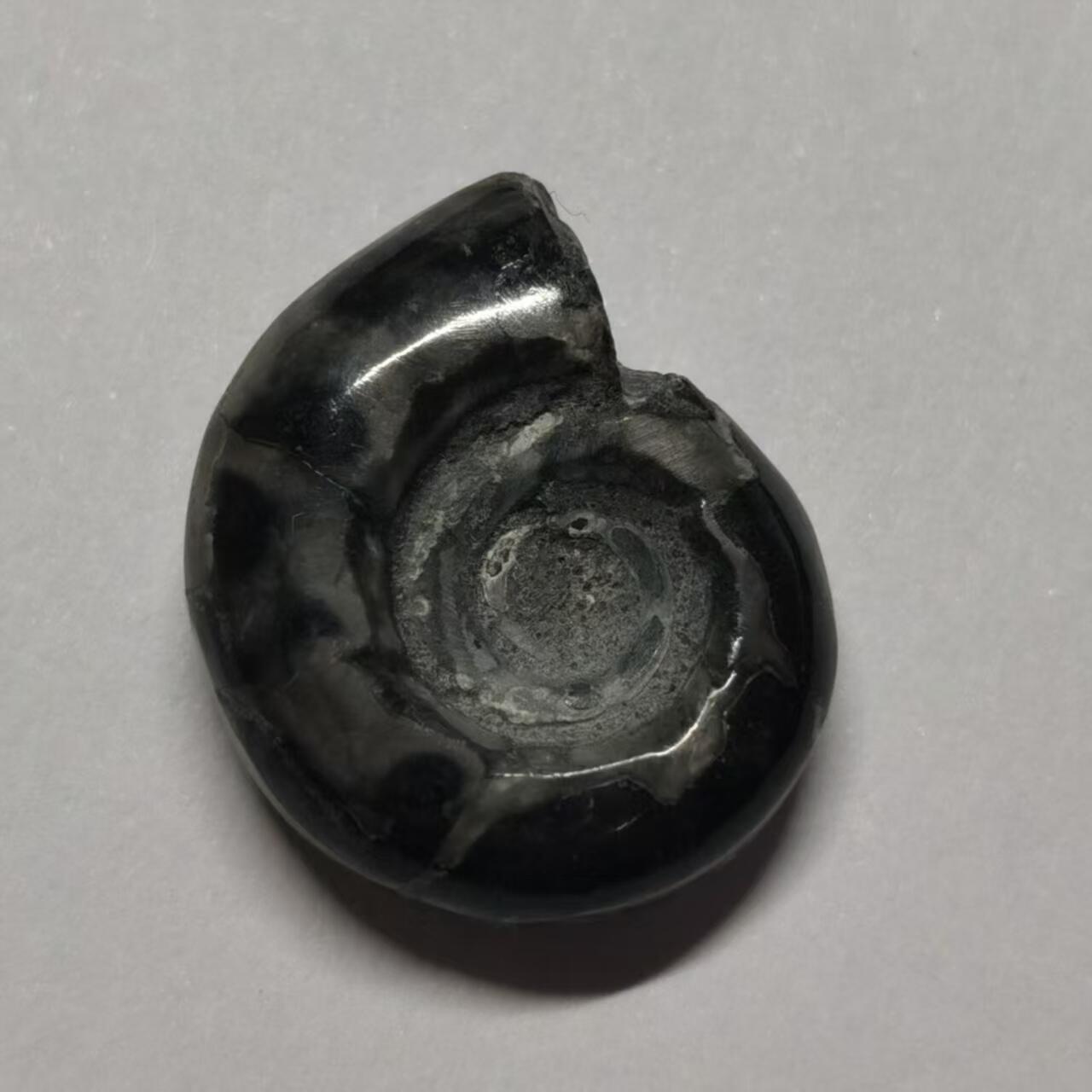 七河·世界币章水晶矿标化石杂件小拍（总第42期）（周一结标） 藏家出品X801（2）马达加斯加中生代菊石化石 本件拍品由合作藏家邮寄