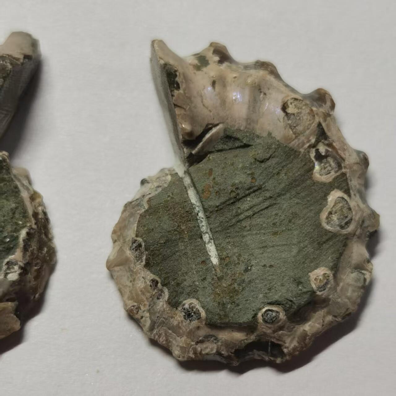 七河·世界币章水晶矿标化石杂件小拍（总第42期）（周一结标） 藏家出品X798（5）马达加斯加中生代菊石化石对开品 本件拍品由合作藏家负责邮寄