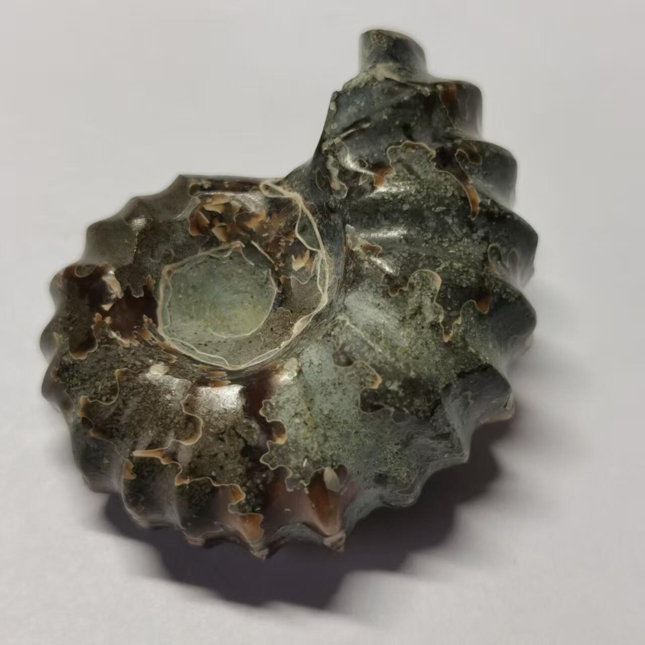 七河·世界币章水晶矿标化石杂件小拍（总第42期）（周一结标） 藏家出品X794（24）马达加斯加中生代白垩纪羊角螺菊石化石 30+g重 本件拍品由合作藏家负责邮寄