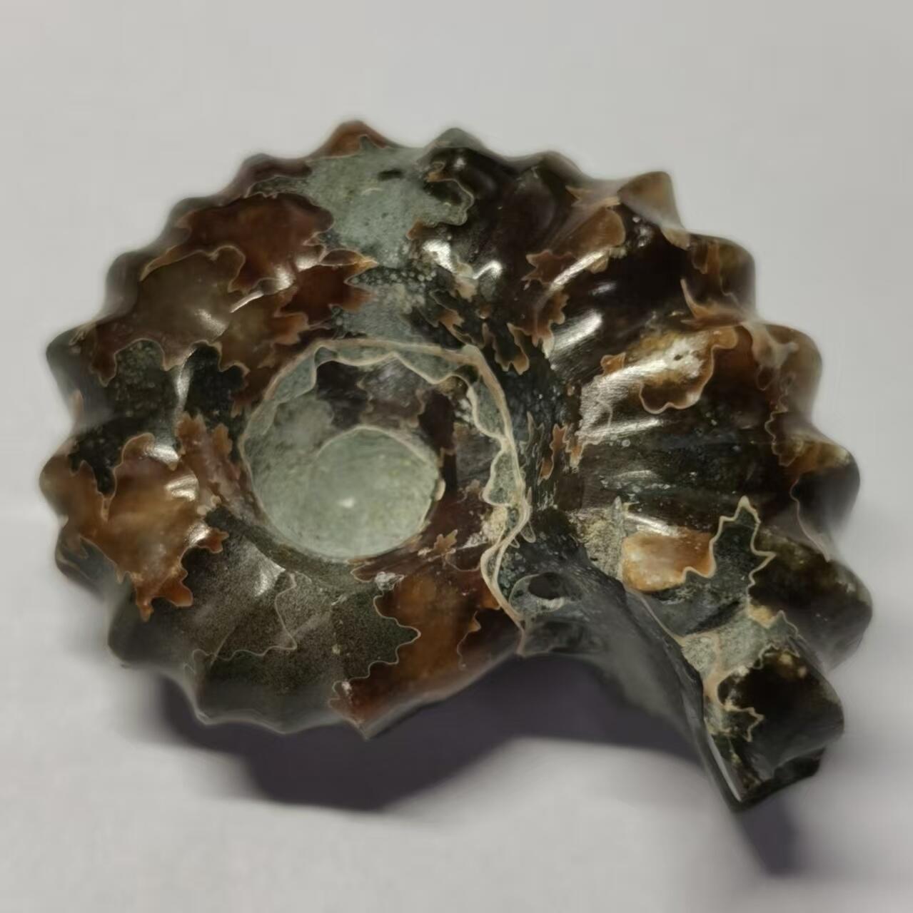 七河·世界币章水晶矿标化石杂件小拍（总第42期）（周一结标） 藏家出品X794（24）马达加斯加中生代白垩纪羊角螺菊石化石 30+g重 本件拍品由合作藏家负责邮寄