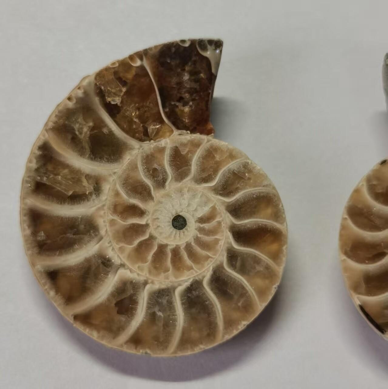 七河·世界币章水晶矿标化石杂件小拍（总第42期）（周一结标） 藏家出品X790（8）马达加斯加中生代菊石化石对开品 本件拍品由合作藏家负责邮寄