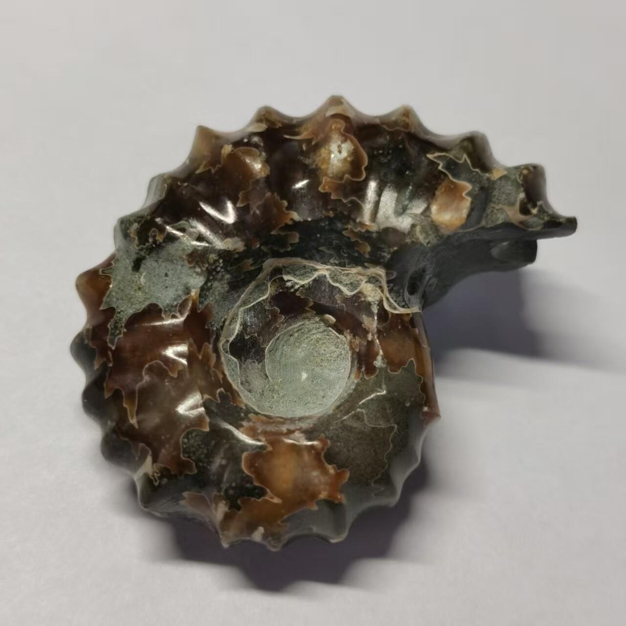 七河·世界币章水晶矿标化石杂件小拍（总第42期）（周一结标） 藏家出品X794（24）马达加斯加中生代白垩纪羊角螺菊石化石 30+g重 本件拍品由合作藏家负责邮寄