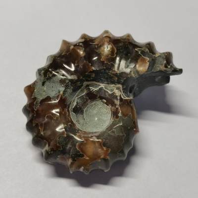 七河·世界币章水晶矿标化石杂件小拍（总第42期）（周一结标） - 藏家出品X794（24）马达加斯加中生代白垩纪羊角螺菊石化石 30+g重 本件拍品由合作藏家负责邮寄