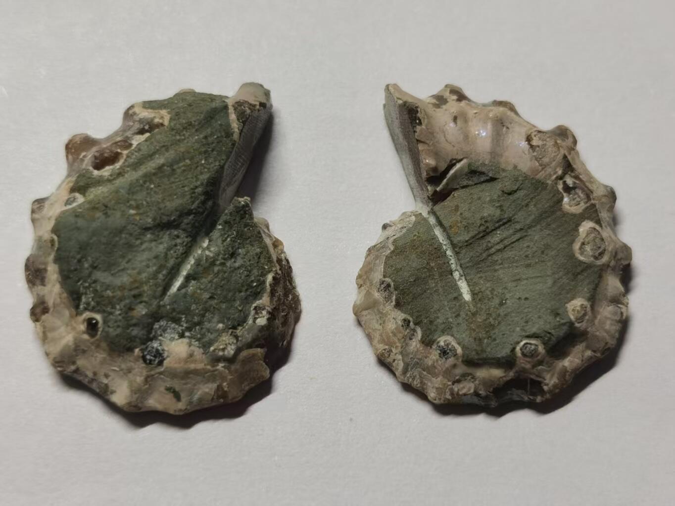 七河·世界币章水晶矿标化石杂件小拍（总第42期）（周一结标） 藏家出品X798（5）马达加斯加中生代菊石化石对开品 本件拍品由合作藏家负责邮寄