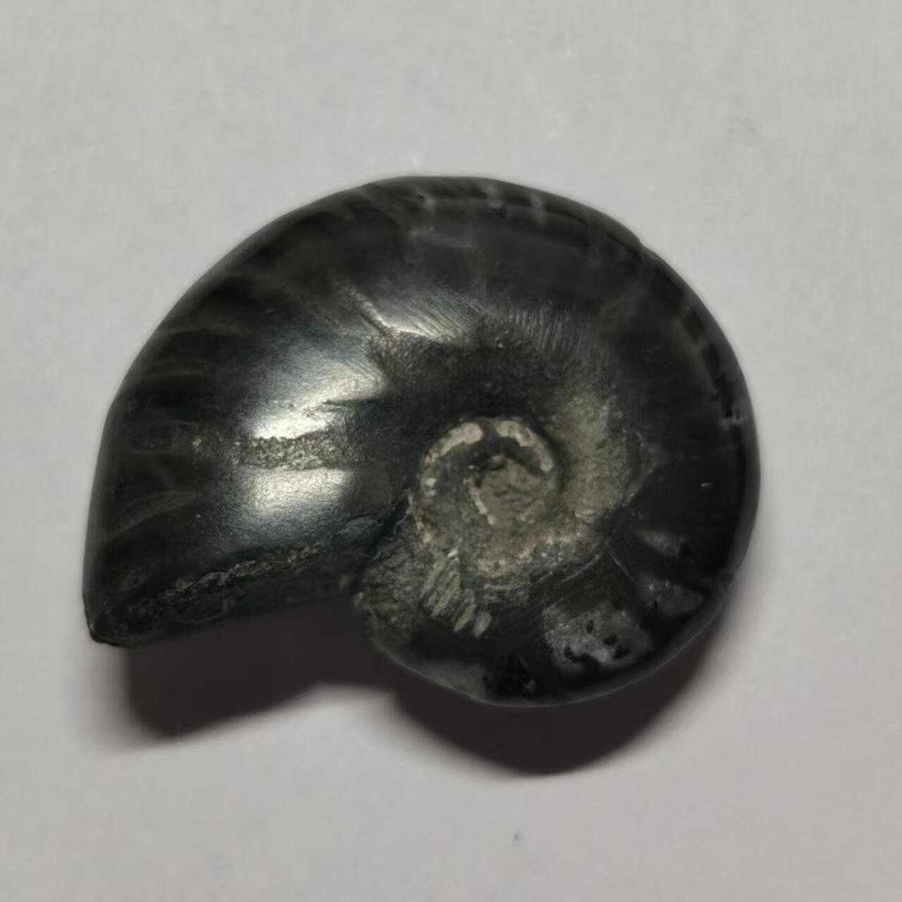 七河·世界币章水晶矿标化石杂件小拍（总第42期）（周一结标） 藏家出品X802（2）马达加斯加中生代菊石化石 本件拍品由合作藏家邮寄