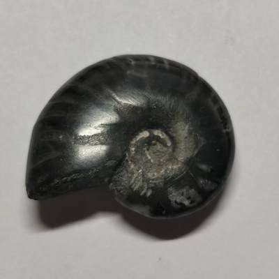 七河·世界币章水晶矿标化石杂件小拍（总第42期）（周一结标） - 藏家出品X802（2）马达加斯加中生代菊石化石 本件拍品由合作藏家邮寄