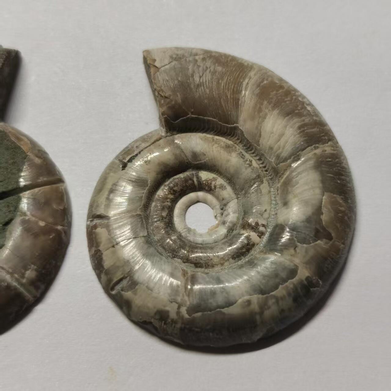 七河·世界币章水晶矿标化石杂件小拍（总第42期）（周一结标） 藏家出品X797（8）马达加斯加中生代菊石化石对开品 本件拍品由合作藏家负责邮寄