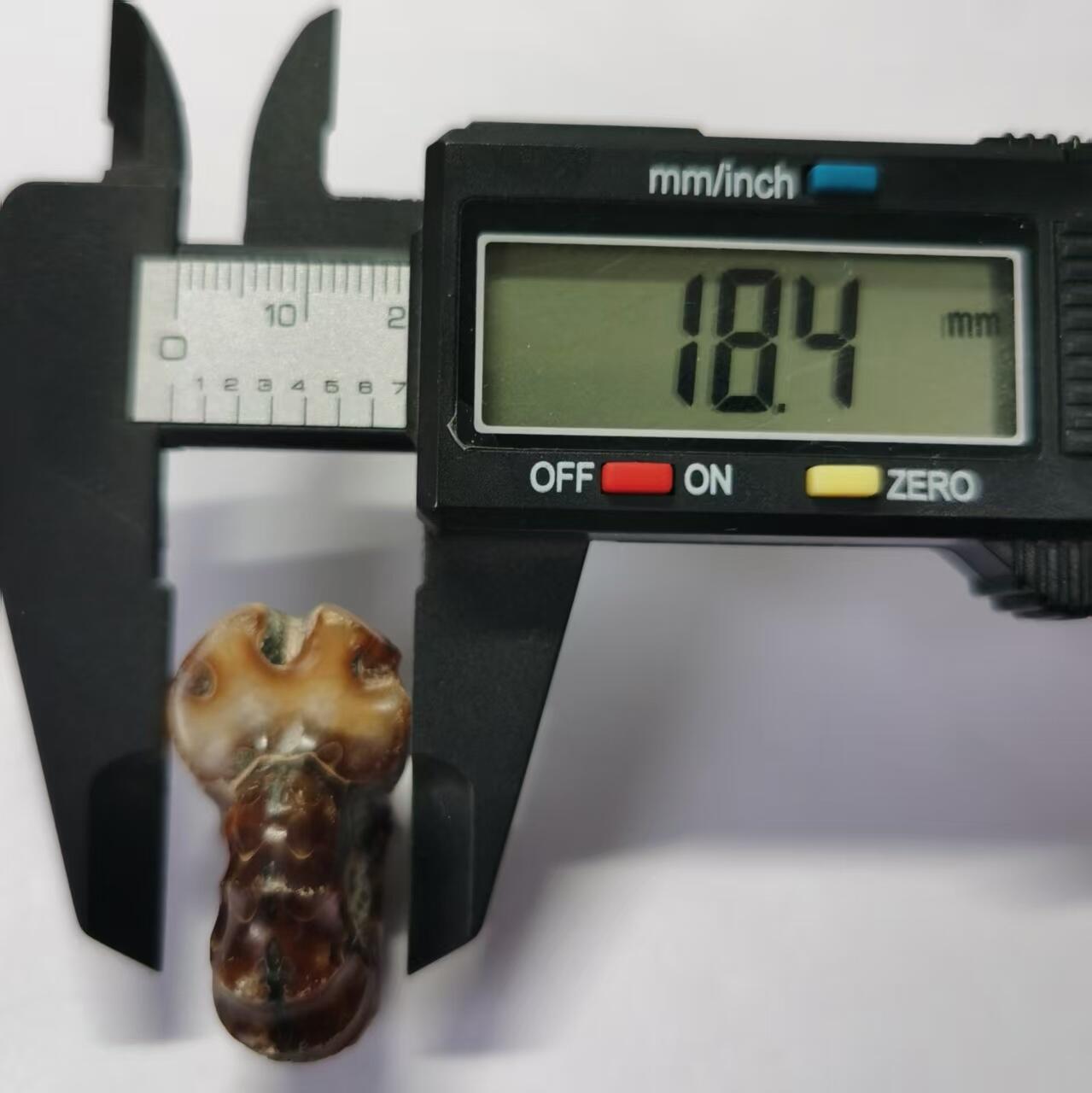 七河·世界币章水晶矿标化石杂件小拍（总第42期）（周一结标） 藏家出品X791（9）马达加斯加中生代白垩纪羊角螺菊石化石 本件拍品由合作藏家负责邮寄