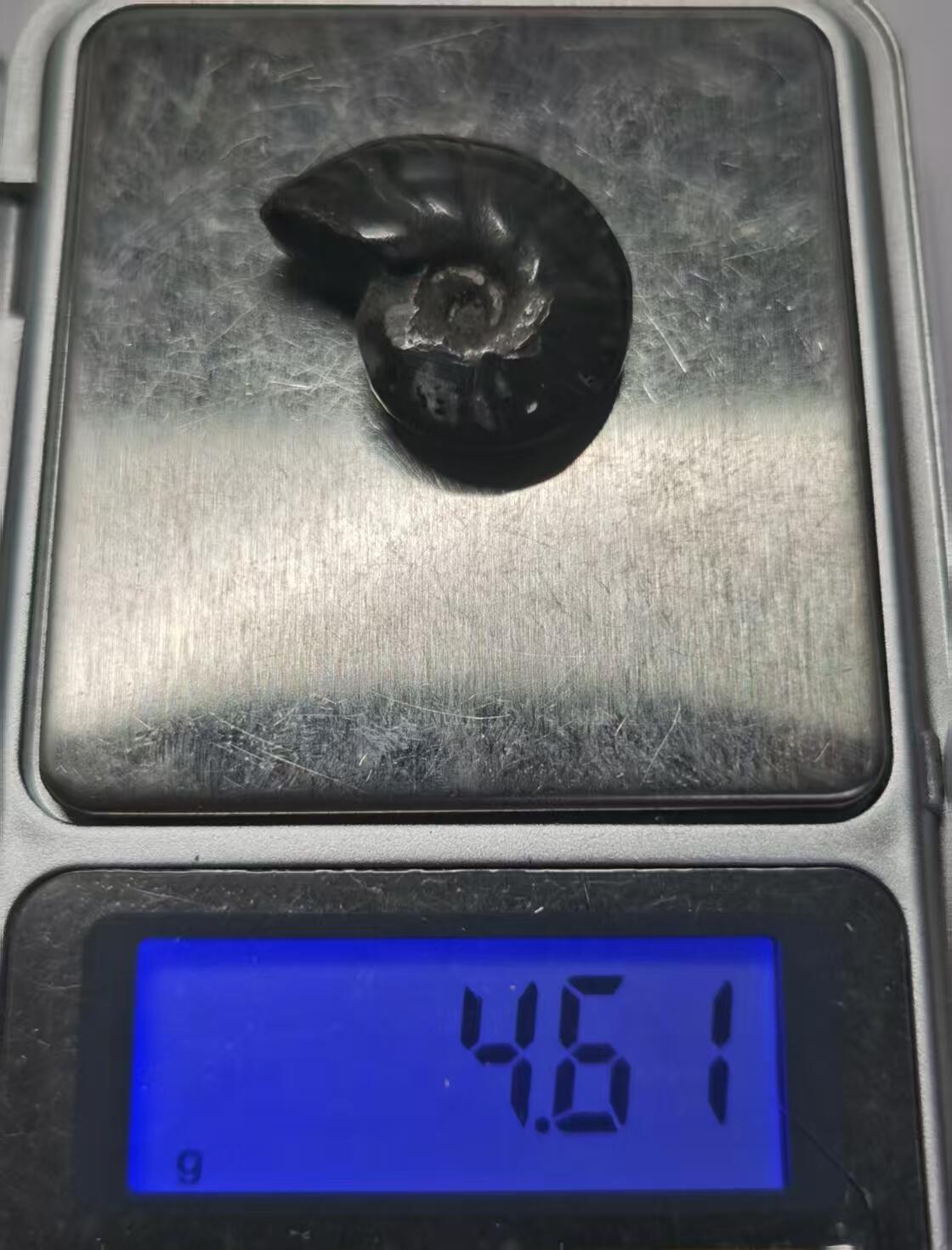 七河·世界币章水晶矿标化石杂件小拍（总第42期）（周一结标） 藏家出品X802（2）马达加斯加中生代菊石化石 本件拍品由合作藏家邮寄