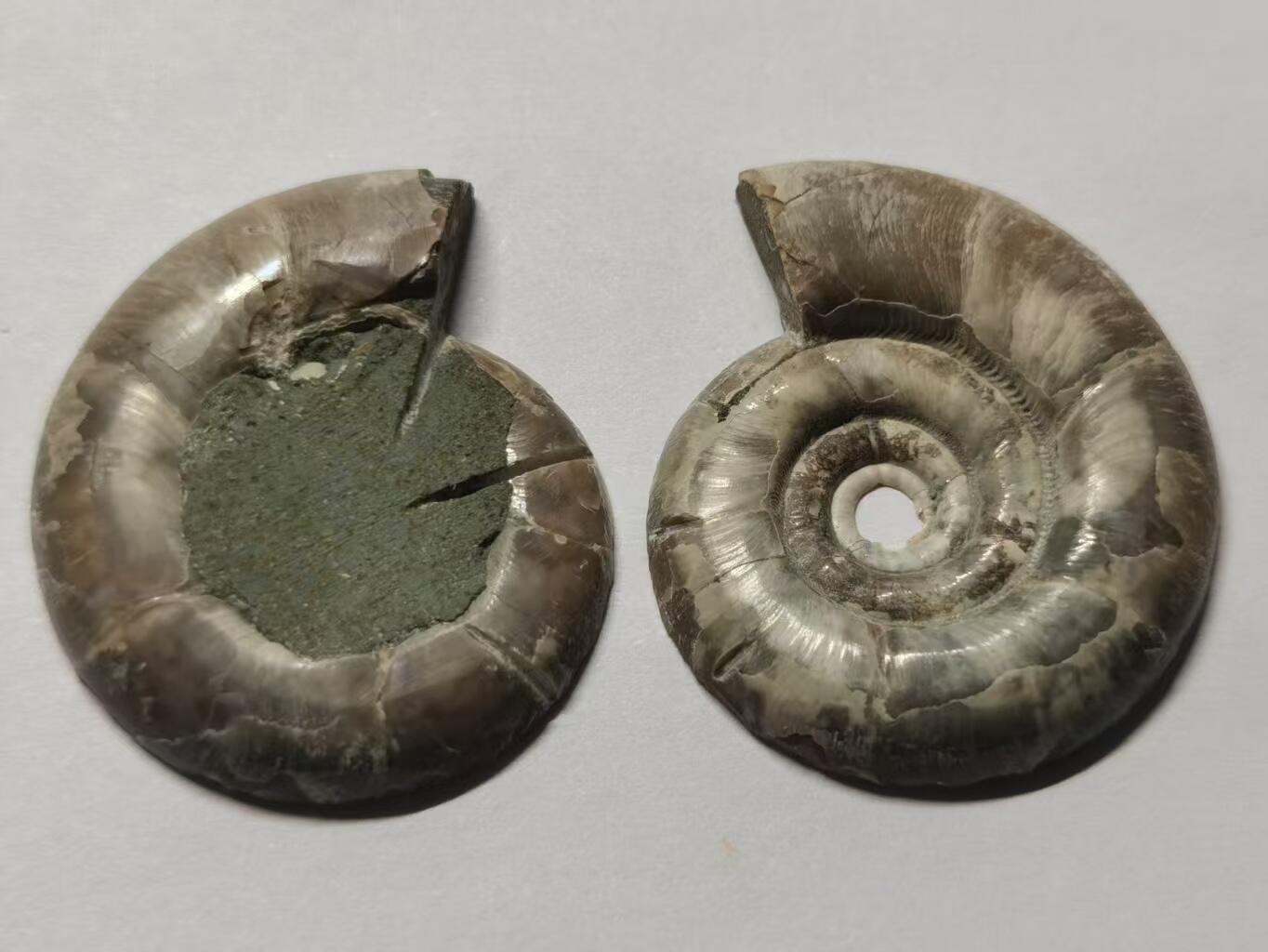 七河·世界币章水晶矿标化石杂件小拍（总第42期）（周一结标） 藏家出品X797（8）马达加斯加中生代菊石化石对开品 本件拍品由合作藏家负责邮寄