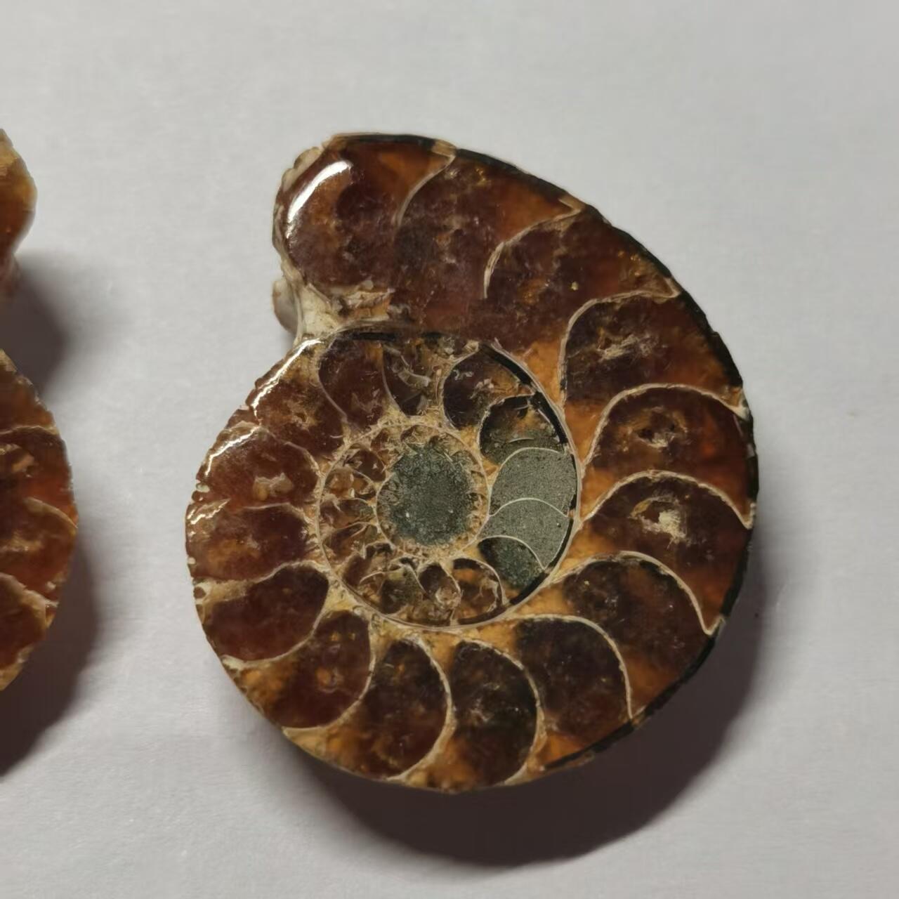 七河·世界币章水晶矿标化石杂件小拍（总第42期）（周一结标） 藏家出品X796（8）马达加斯加中生代菊石化石对开品 本件拍品由合作藏家负责邮寄